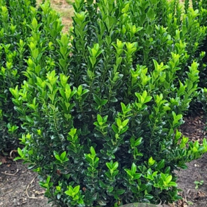Euonymus jap. 'Green Spire' 50-60 cm met kluit