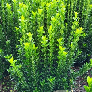 Euonymus jap. 'Green Spire' 60-70 cm met kluit