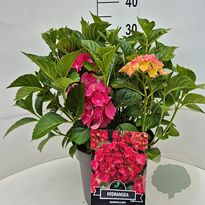 Hydrangea m. 'Sibilla' 40 cm 10L
