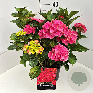 Hydrangea m. 'Alpenglühen' 40 cm 10L