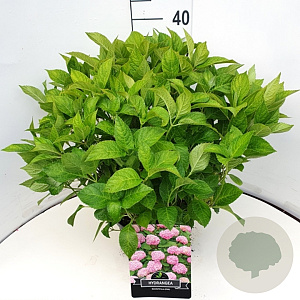 Hydrangea m. 'Bouquet Rose' 40 cm 10L