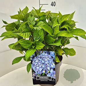 Hydrangea m. 'Nikko Blue' 40 cm 10L