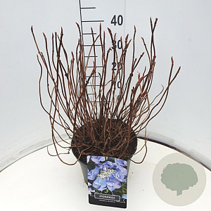 Hydrangea s. 'Bluebird' 40 cm 10L