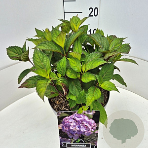 Hydrangea s. 'Preziosa' 40 cm 10L