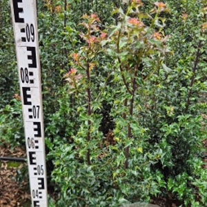 Ilex aquipernyi Dragon Lady 80-100 cm met kluit