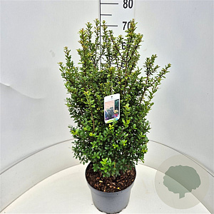 Ilex crenata 'Caroline Upright' 60-80 cm 10L