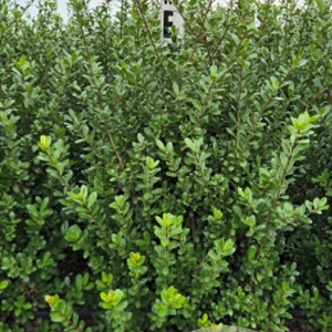 Ilex crenata 'Caroline Upright' 60-80 cm met kluit