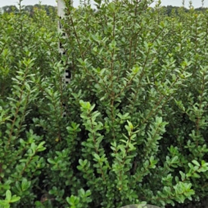 Ilex crenata 'Caroline Upright' 80-100 cm met kluit