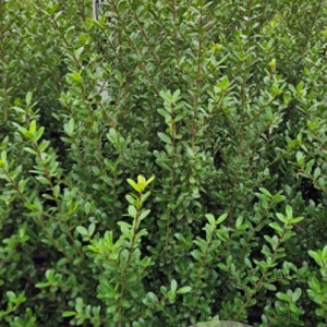 Ilex crenata 'Caroline Upright' 80-100 cm met kluit