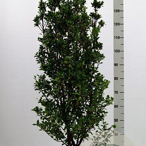 Ilex meserv. 'Heckenstar' 125-150 cm met kluit