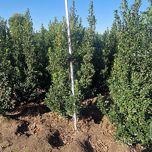 Ilex meserv. 'Heckenstar' 125-150 cm met kluit