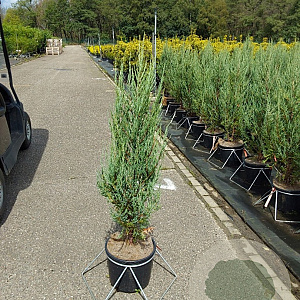 Juniperus s. 'Blue Arrow' 100-120 cm 10L