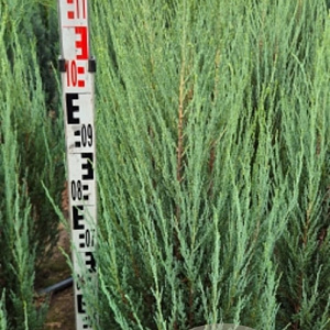 Juniperus s. 'Blue Arrow' 100-120 cm met kluit
