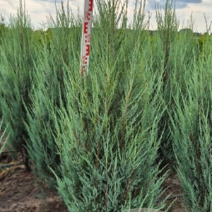 Juniperus s. 'Blue Arrow' 150-175 cm met kluit