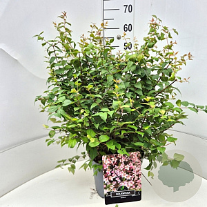 Kolkwitzia amabilis 50-60 cm 20L