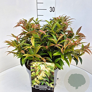 Leucothoe keiskei 'Royal Ruby' 30-35 cm 10L