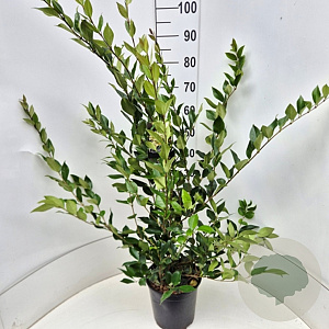 Ligustrum lucidum 80-100 cm 6,5L