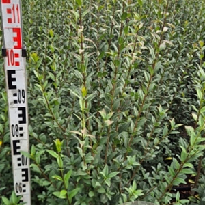 Ligustrum vulg. 'Atrovirens' 100-125 cm met kluit