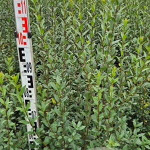 Ligustrum vulg. 'Atrovirens' 100-125 cm met kluit