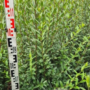 Ligustrum vulg. 'Atrovirens' 125-150 cm met kluit