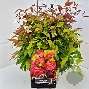 Nandina d. Blush Pink 30-35 cm 10L
