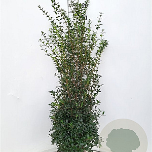 Osmanthus burkwoodii 100-125 cm met kluit