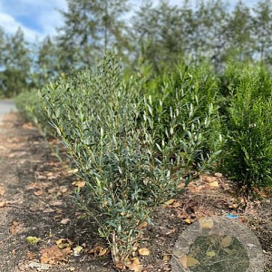 Phillyrea angustifolia 80-100 cm met kluit