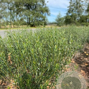 Phillyrea angustifolia 80-100 cm met kluit