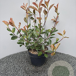 Photinia fraseri 'Red Robin' 30-40 cm 5,0L
