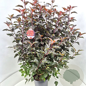 Physocarpus opulif. Diable d'Or 100-120 cm 10L