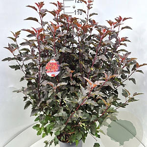 Physocarpus opulif. Diable d'Or 100-120 cm 10L