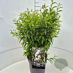Prunus glandulosa 'Alba Plena' 40-50 cm 10L