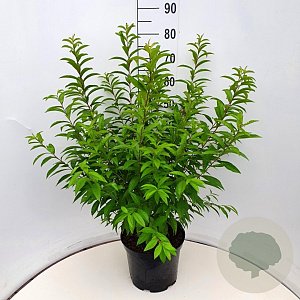 Prunus glandulosa 'Alba Plena' 40-50 cm 10L