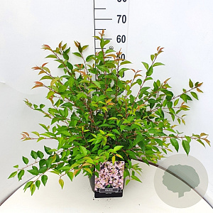 Prunus incisa 'Paean' 60-80 cm 10L