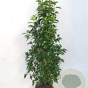 Prunus l. 'Angustifolia' 100-125 cm met kluit