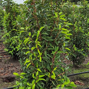 Prunus l. 'Angustifolia' 100-125 cm met kluit extra