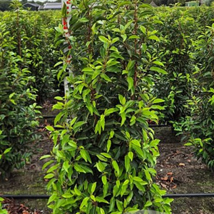 Prunus l. 'Angustifolia' 100-125 cm met kluit extra