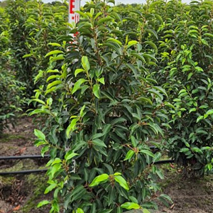 Prunus l. 'Angustifolia' 100-125 cm met kluit extra