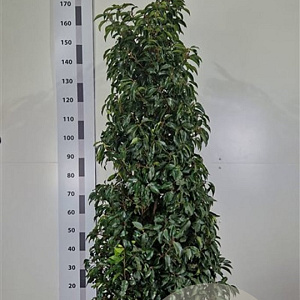 Prunus l. 'Angustifolia' 140-160 cm met kluit