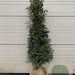 Prunus l. 'Angustifolia' 150-175 cm met kluit