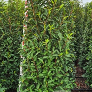 Prunus l. 'Angustifolia' 175-200 cm met kluit extra