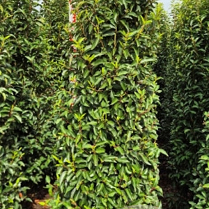 Prunus l. 'Angustifolia' 200-225 cm met kluit extra