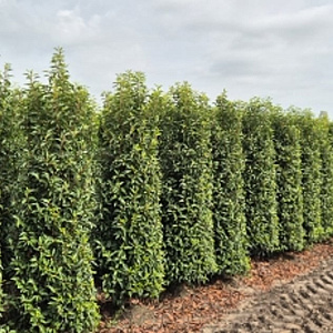 Prunus l. 'Angustifolia' 200-225 cm met kluit extra