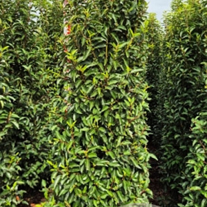 Prunus l. 'Angustifolia' 200-225 cm met kluit extra