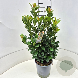 Prunus l. Bonaparte 50-60 cm 6,5L