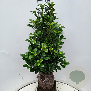 Prunus l. Bonaparte 80-100 cm met kluit