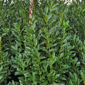 Prunus l. Elly 200-225 cm met kluit extra