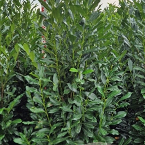 Prunus l. Elly 200-225 cm met kluit extra