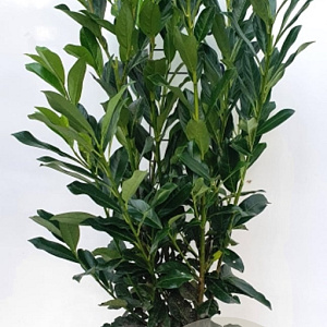 Prunus l. Elly 80-90 cm met kluit