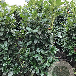 Prunus l. Etna 125-150 cm met kluit